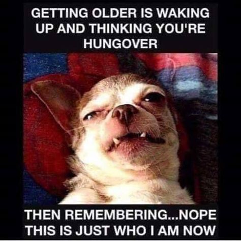 Hungover Humor, Getting Old Meme, Getting Older, Meme Funny, Real Funny Jokes, Funny Animal Pictures, Funny Cartoons, Funny Facts, Getting Old