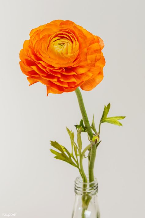 Blooming orange ranunculus flower  | premium image by rawpixel.com / Teddy Rawpixel Ranunculus Centerpiece, Ranunculus Garden, Orange Ranunculus, Ranunculus Flower, Macro Photography Flowers, Delphinium Flowers, Buttercup Flower, Sweet Pea Flowers, White Ranunculus