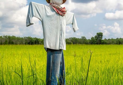 Build A Scarecrow, Scarecrow Dress, Bird Deterrents, Japanese Village, Rice Field, Forest Adventure, Clothes Stand, Japanese Books, July 3