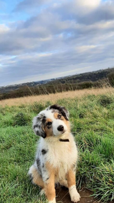 Full Grown Australian Shepherd, Aussie Collie Puppies, Australian Shepherd Aesthetic, Aussies Puppies, Chien Cute, Aussie Shepherd Puppy, Cutest Dog Breeds, Aussie Puppy, Aussie Dog