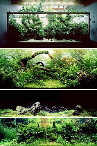 fd86e85e4f98a461240e8721537211f4 | Juan Valdivieso Vicuña | Flickr Takashi Amano, Aquarium Set, Amazing Aquariums, Cool Fish Tanks, Aquascape Design, Fish Tank Design, Nano Aquarium, Aquarium Landscape, Aquarium Ideas