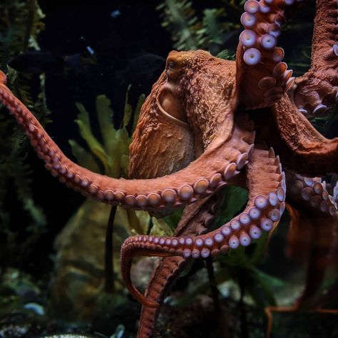 giant pacific octopus suckers Octopus Photography, Octopus Facts, Octopus Recipe, Octopus Pictures, Octopus Haircut, Educational Facts, Pacific Octopus, Octopus Tattoo Sleeve, Weird Sea Creatures