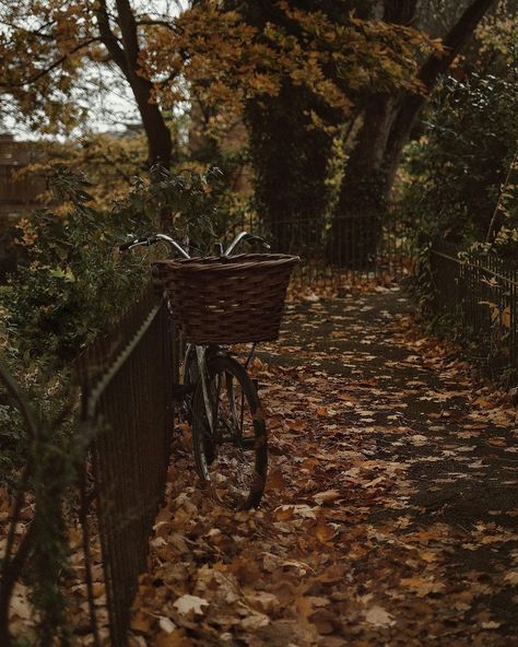 Moody Autumn, Moody Fall Aesthetic, Pretty Backrounds, Fall Mood Board, Dark Autumn, Pumpkin Spice Season, Dark Academia Aesthetic, Autumn Scenery, Season Of The Witch