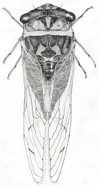 Cicada Art, Cicada Tattoo, Scientific Drawing, Insect Tattoo, Bug Art, Beautiful Bugs, Insect Art, Scientific Illustration, Bugs And Insects