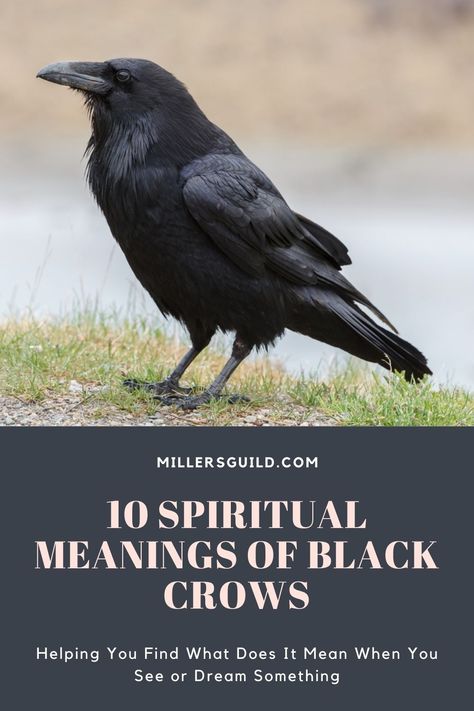 10 Spiritual Meanings of Black Crows Crow Call Meaning, 10 Crows Meaning, Meaning Of Ravens, Hearing Crows Meaning, Crow Significance, Black Crows Meaning, 1 Crow Meaning, Black Bird Meaning, Crows Meaning Symbols