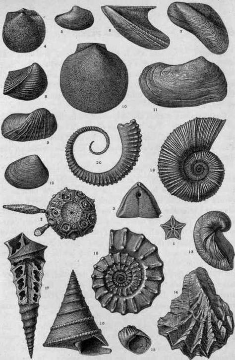 Plate XIV.   Jurassic Invertebrate Fossils. Fossil Art, Rocks And Fossils, Geology Rocks, Paleo Art, Scientific Illustration, Patterns In Nature, Nautilus, Stone Rocks, Rocks And Minerals