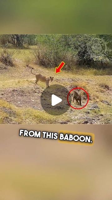 Animals in wild life on Instagram: "The baboon just made the worst mistake of its life.
.
.
.
#nature #wildlife #lion #baboon" Animal Videos Wild, Wild Life Videos, Wild Animals Videos, Jungle Cat, Life Nature, Wild Creatures, Wow Video, Baboon, Nature Wildlife