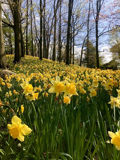 Yellow Daffodils Aesthetic, Daffodils Landscape, Daffodil Aesthetic, Daffodils Aesthetic, Daffodil Wallpaper, Wild Daffodils, Here's To The Fools Who Dream, Summer Hill, Yellow Daffodils