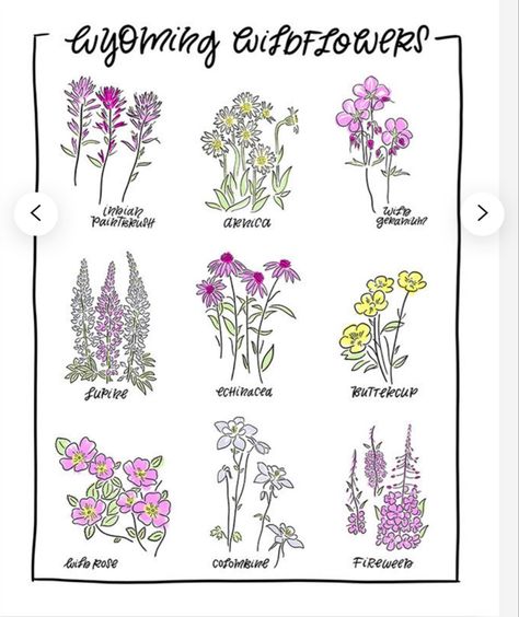 Wild Mountain Thyme Tattoo, Wyoming Wildflowers Tattoo, Wyoming Tattoo Ideas, Wyoming Flowers, Wyoming Tattoo, Wyoming Wildflowers, Alpine Wildflowers, Wildflower Song, Guerrilla Gardening