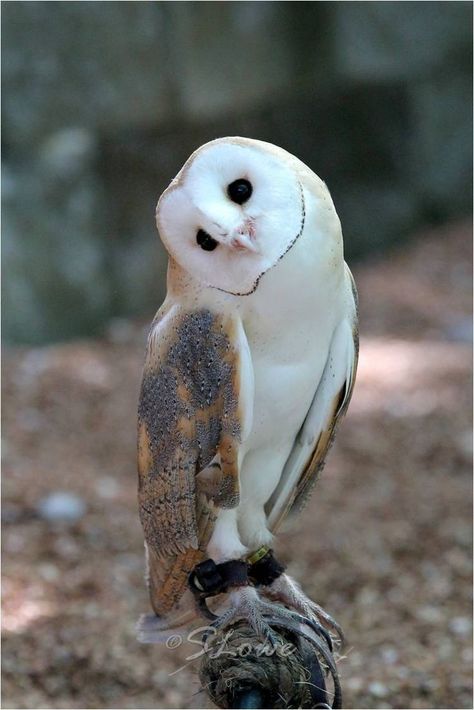 Baby barn owl