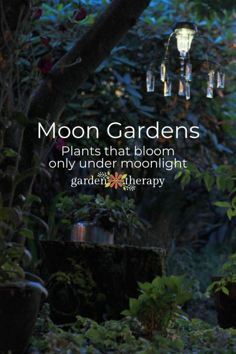 Moonlight Plant, Ethereal Moon, Fence Edging, Acnh Yard, Witchy Garden, Goth Garden, Garden Therapy, Witch Garden, Gothic Garden