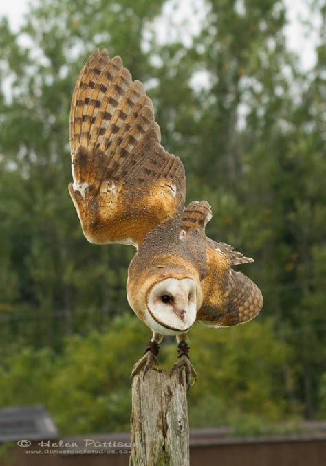 Owl Wings, Barn Owls, Owl Cat, Owl Photography, Animal Study, Owl Pictures, Pretty Animals, Foto Art, Bird Pictures