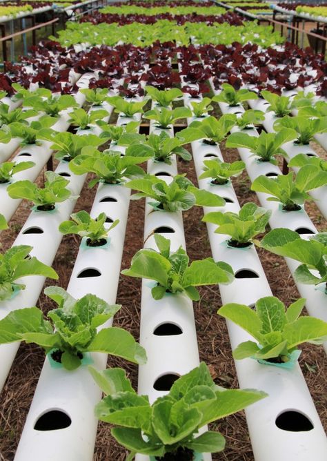 Hydroponic vegetable farm. Premium Photo | Premium Photo #Freepik #photo #food #water #technology #leaf Farming Photo, Hydroponic Gardening Diy, Hydroponic Farm, Hydroponic Vegetables, Mars Colony, Vegetable Farm, Water Technology, Hydroponic Garden, Vision 2024