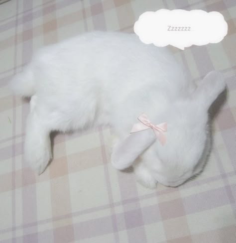 White Bunny Aesthetic, Bunny Cutecore, Bunnies White, Pink Aesthetic Coquette, Bunny Icon, Bunny Sleeping, Cute White Bunny, Bunny With Bow, Bunny Kawaii