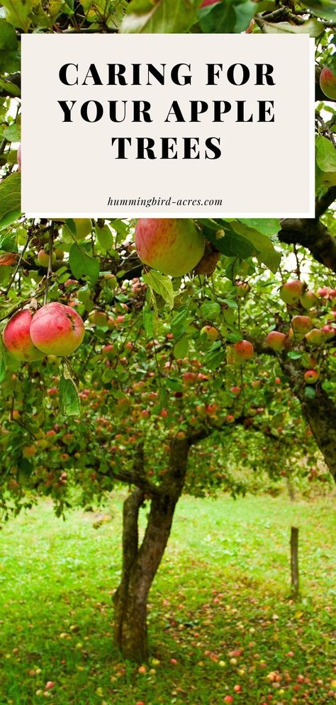 Learn everything you need to know about apple tree care for your backyard apple trees. From planting to pruning to fertilizing and MORE! Pruning An Apple Tree, How To Trim An Apple Tree, Apple Tree Landscaping Ideas, Apple Tree Pest Control, Fruit Tree Care, How To Care For Apple Trees, How To Plant An Apple Tree, Apple Tree Trellis, Apple Tree Backyard