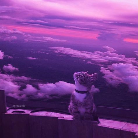 Purple Aesthetics, Violet Aesthetic, Purple Vibe, Dark Purple Aesthetic, Purple Themes, Purple Wallpaper Iphone, Cute Cat Wallpaper, Love Someone, Neon Aesthetic