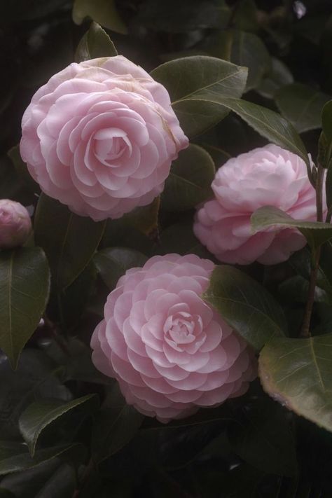 These plants are perfect for adding warmth and beauty to your garden, thriving amid snow, cold, and brisk winter winds.  Here are some of the best winter plants for your garden, perfect for any winter enthusiast. Pink Camellia Aesthetic, Japanese Pink, Collage Des Photos, Happy Birthday My Love, Winter Plants, Camellia Flower, Flower Photos, Flower Pictures, Love Flowers