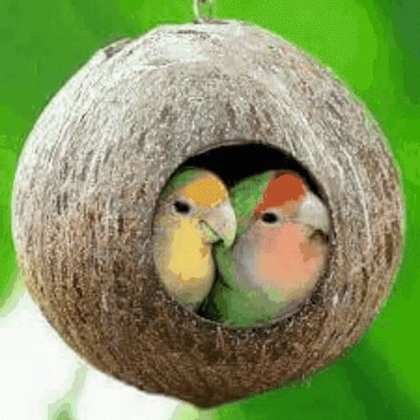 Good Morning Bird GIF - GoodMorning Bird Nest - Discover & Share GIFs Parakeet Toys, Bird Cage Accessories, Parakeets, Toyama, Bird Supplies, Two Birds, Bird Cages, Pet Bird, Pretty Birds