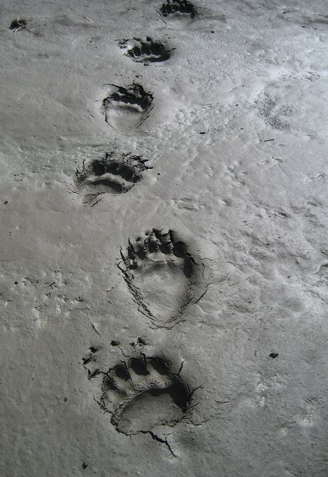 Grizzly Bear Tracks Bear Footprint, Bear Safety, Bear Tracks, Brother Bear, Animal Tracks, Printable Animals, Love Bear, Bear Paws, Creature Feature