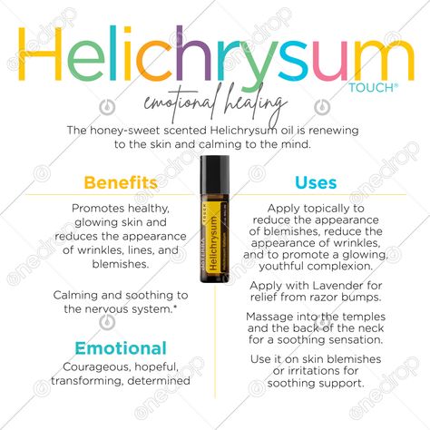 Helichrysum Benefits, Helichrysum Essential Oil Uses Skin Care, Helichrysum Essential Oil Benefits, Helichrysum Essential Oil Uses, Young Living Helichrysum, Doterra Geranium Diffuser Blends, Spiritual Essentials, Helychrisum Essential Oil Benefits, Doterra Helichrysum