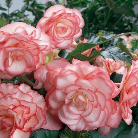 Tuberous begonias are a gorgeous, unexpected choice for shade. This is On Top® Pink Halo - Tuberous Begonia - Begonia x tuberhybrida. You can even save the tuber and grow it year after year! Begonia Flowers, Tuberous Begonia, Pink Halo, Shade Gardens, Deep Thinking, Pink Plant, Bee On Flower, Shade Plants, Planting Herbs