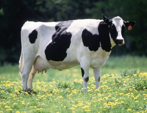 Gado Leiteiro, Holstein Cows, Cow Spots, Dairy Cattle, Dairy Cow, Farm Cow, Domestic Animals, Dairy Farm, Dairy Cows