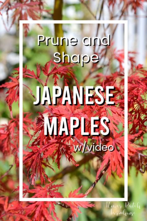 Beginner friendly way to prune and shape Japanese Maples. Free video so you can see it step by step.  I am no expert but this works great for me and I know you can do this too! #japanesemaples #pruning #shapingtrees #flowerpatchfarmhouse How To Shape A Japanese Maple Tree, Japanese Maple Pruning, How To Prune A Japanese Maple Tree, Prune Japanese Maple Tree, Pruning Japanese Maples Trees, Japanese Tearoom, Pruning Bushes, Japanese Maple Tree Care, Asian Backyard