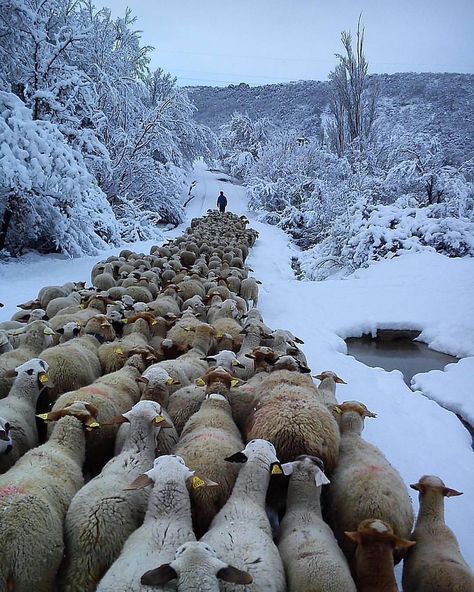 Regnul Animal, Counting Sheep, Sheep And Lamb, Oita, The Good Shepherd, The Shepherd, 귀여운 동물, Animal Kingdom, Animals Beautiful