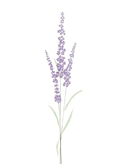 Heather Flowers Tattoo, Lavender Bushel Tattoo, Spine Tattoos For Women Lavender, Black And Grey Lavender Tattoo, Lavender Tattoo Spine, Lilac Spine Tattoo, Lavender Bee Tattoo, Lilac Flower Tattoo Black And White, Heather Plant Tattoo