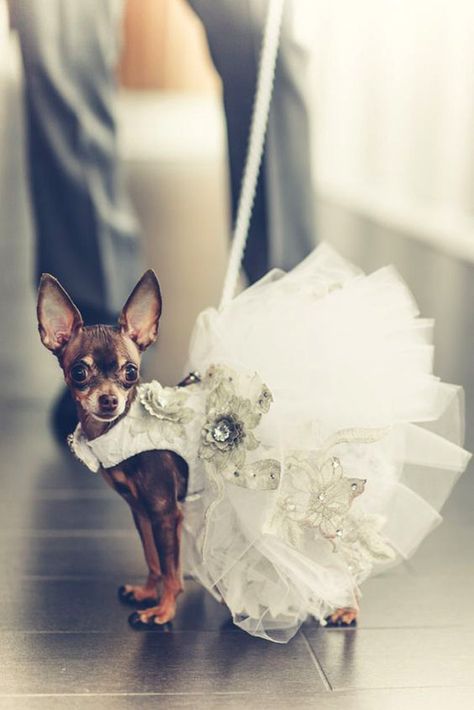 Wedding Pets: Gorgeous Photo Ideas For Your Album ❤ See more: http://www.weddingforward.com/wedding-pets/ #weddings Chihuahua Wedding, Dog Wedding Dress, Teacup Chihuahua, Cute Chihuahua, Dog Clothes Patterns, Wedding Pets, Chihuahua Love, Pet Fashion, Puppy Clothes