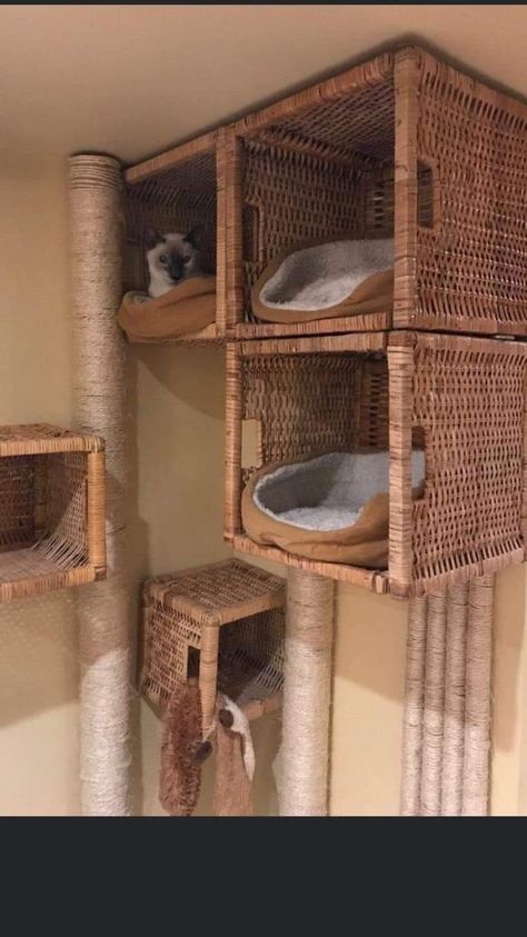 Cat House Ideas Indoor, Cat Walk Diy, Diy Indoor Cat House, Cat Nook Ideas, Dani Core Vibe, Diy Cat Stuff Furniture, Cat Wall Furniture Diy, Cat Area In House, Indoor Cat Playground