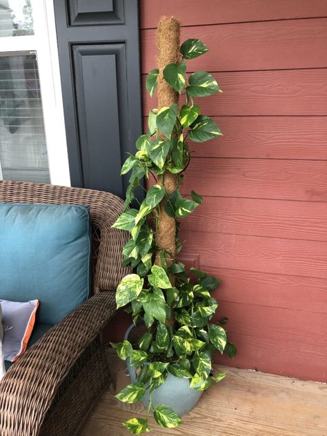 pothos moss pole after 1 season outdoors Pothos Trellis, Plant Climbing Pole, Modern Indoor Plants, Pothos In Water, Pothos Plant Care, Pothos Vine, Money Plants, Gardening Design Diy, Easy House Plants