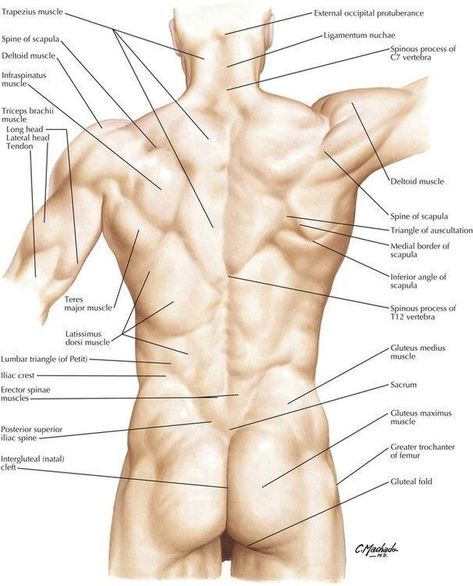 Surface Anatomy, 남성 근육, Human Muscle Anatomy, Anatomy Practice, Body Study, Lumbar Spine, Anatomy Physiology, Man Anatomy, Human Body Anatomy