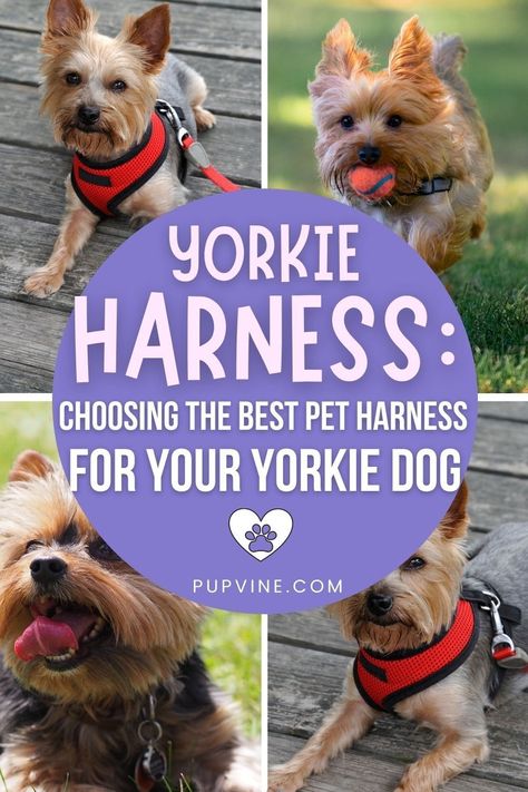 Leash Training Puppy, Toy Yorkie, Yorkie Puppies For Adoption, Puppy Leash, Small Dog Harness, Puppy Harness, Leash Training, Yorkie Poo, Yorkie Dogs