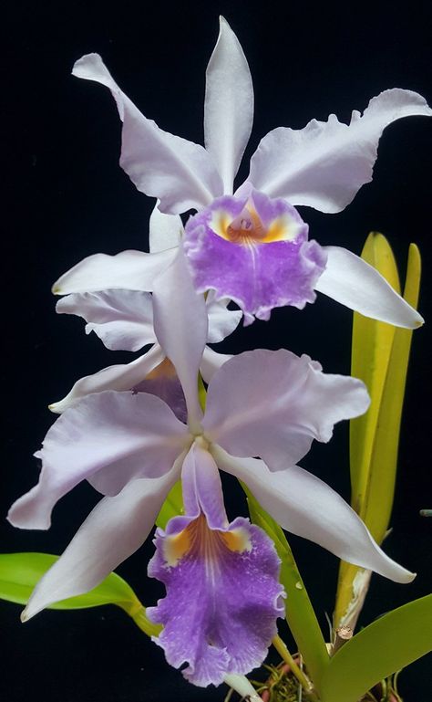 Indoor Flowering Plants, Cattleya Orchid, Exotic Orchids, Blossom Garden, Gum Paste Flowers, Unusual Flowers, The Division, Orchid Plants, Beautiful Orchids