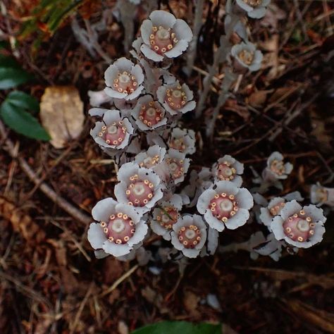 Monotropa Uniflora, Upright Posture, Live Earth, Plant Fungus, Group Project, Botanical Beauty, July 12, Natural Forms, Botany