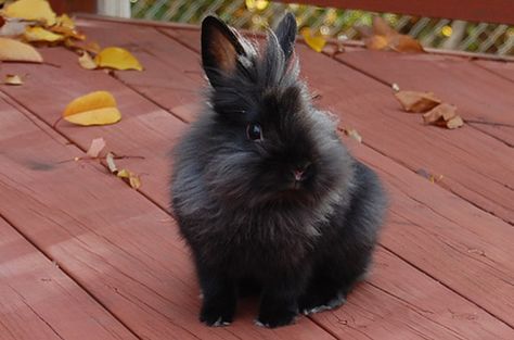 Pretty black Lionhead enjoying a perfect autumn day:) Black Lionhead Rabbit, Angora Bunnies, Lionhead Bunny, House Bunny, Lionhead Rabbit, Daily Bunny, Raising Rabbits, Rabbit Breeds, Indoor Rabbit