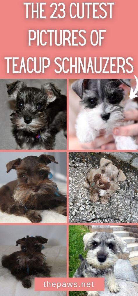 Toy Schnauzer Puppies, Hypoallergenic Dogs Small, Teacup Schnauzer, Schnauzer Cut, Schnauzer Print, Toy Schnauzer, Schnauzer Grooming, Pom Mom, Mini Schnauzer Puppies