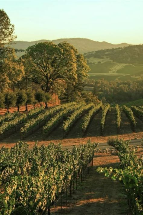 Napa Valley Map, Napa Valley Restaurants, Valley Aesthetic, Napa Valley Hotels, Napa Vineyards, Napa Valley Vineyards, Bollinger Bands, California Vineyards, Tessa Bailey