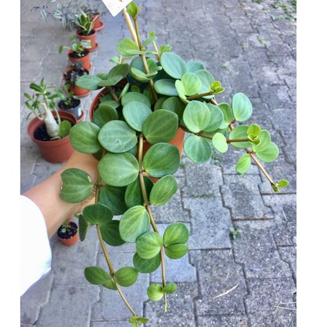 Peperomia deppeana x quadrifolia 'Hope' syn. Peperomia Tetraphylla 'Hope', Peperomia 'Hope' in GardenTags plant encyclopedia Hope Peperomia, Peperomia Hope, Plant Encyclopedia, Flowering Bushes, Plant Decor Indoor, Plant Aesthetic, Garden Show, Charming Garden, Pretty Plants