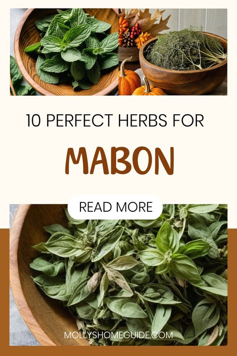 Explore the magic of Mabon with a collection of autumn herbs and their correspondences. Dive into the enchanting world of Mabon rituals by incorporating herbs and oils that resonate with this Fall Equinox celebration. Enhance your Mabon festivities with a variety of herbs known for their magical properties, perfect for creating meaningful rituals and spells. Discover the significance of using specific herbs during Mabon to enrich your seasonal practices and infuse your space with the essence of Mabon Herbs, Mabon Celebration Food, Fall Equinox Celebration, Autumn Herbs, Mabon Rituals, Equinox Celebration, Autumnal Equinox, Holiday Deco, Witchy Things