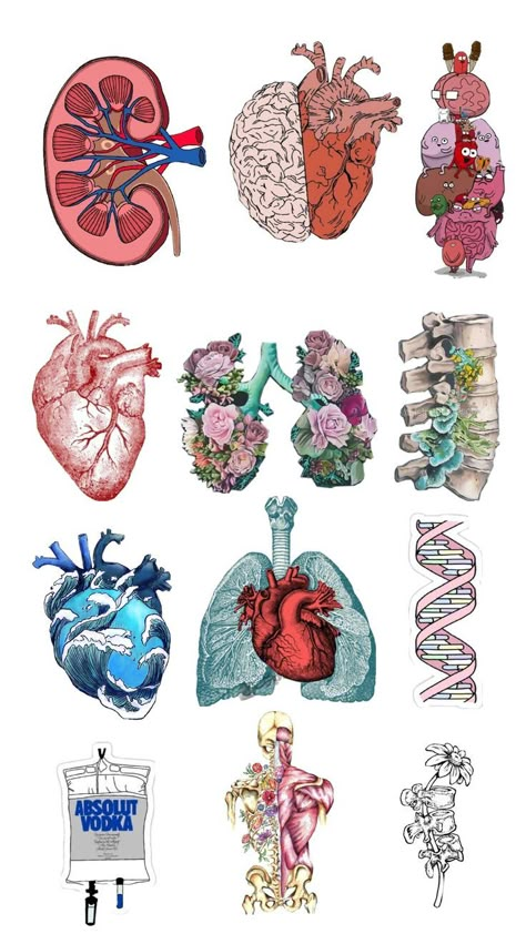 Anatomy Drawing Medical Organs, Med School Stickers, Anatomy Stickers Goodnotes Free, Funny Medical Stickers, Medical Stickers Free Printable, Goodnotes Nursing, Medtech Stickers, Organ Drawings, Physiology Aesthetic