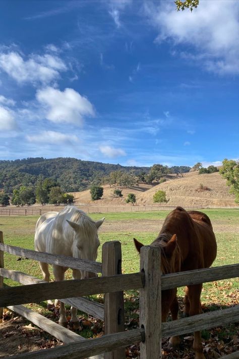 Horse Field Aesthetic, Big Field Aesthetic, Horses On Farm, Callie Core Aesthetics, Horse In Pasture, Horse Farm Aesthetic, Callie Core, Horses In A Field, Horse Yard