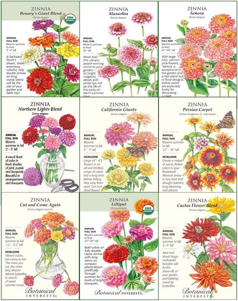 Gardenia Plant, Zinnia Seeds, Botanical Interests, Zinnia Garden, Flower Seed Paper, Bush Garden, Cut Flower Farm, Box Garden, Flower Seeds Packets