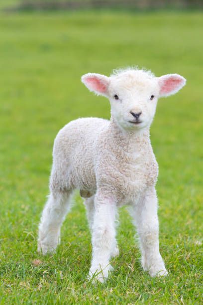 Second part of the series🥳🥳 Lamb Pictures, Cute Lamb, Sheep Breeds, Baby Sheep, Baby Lamb, Sheep And Lamb, Cute Sheep, Animal Sketches, Animal Wallpaper