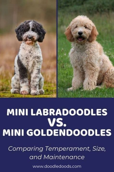 Mini Goldendoodle vs Mini Labradoodle Goldendoodle Full Grown, Doodle Tips, Labradoodle Vs Goldendoodle, Labradoodle Mini, Toy Goldendoodle, Mini Labradoodle, Labradoodle Miniature, Dog Breeding, Mini Doodle