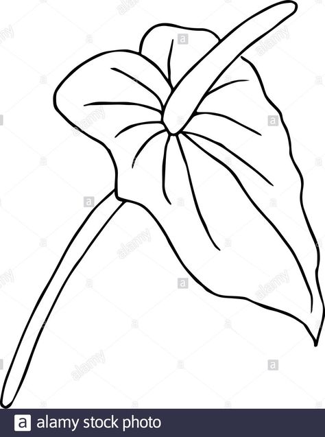 Anthurium Flower Drawing, Anthurium Drawing, Strelitzia Flower, Anthurium Flower, Jungle Flowers, Vector Doodle, Japanese Quilts, Painted Bags, Stained Glass Diy