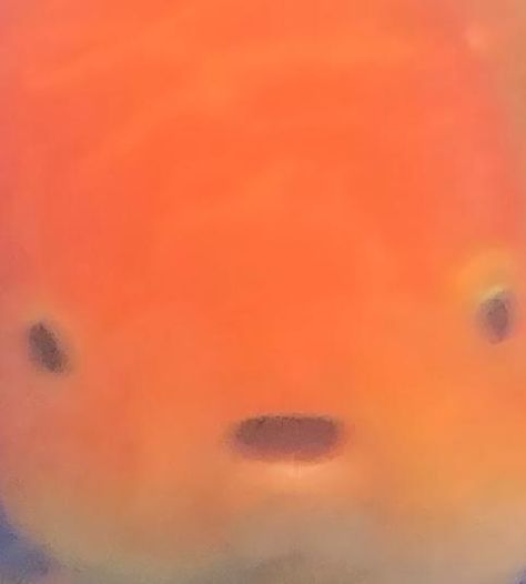 orange goldfish with wide eyes and open mouth Snap That Childs Back Goldfish, Fishes Reference, Animal Pfp Aesthetic, Chubby Goldfish, Goofy Fish, Fat Goldfish, Fishbowl Pfp, Fish Core, Goldfish Aesthetic