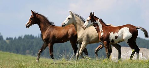 three sabino colts by Rhocky Rhoad Beautiful Horse Pictures, Horse Photos, Horse Photography, Horse Pictures, Art References, Wild Horses, Beautiful Horses, Project Ideas, Mustang