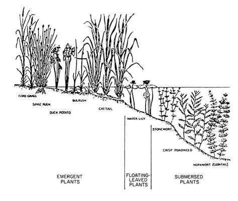 Diagram showing emergent plants, floating plants and submerged plants Submerged Plants, Pond Natural, Plant Diagram, Ecological Landscape, Ocean Forest, Underwater Plants, Architectural Illustration, Aquatic Plant, Pond Landscaping